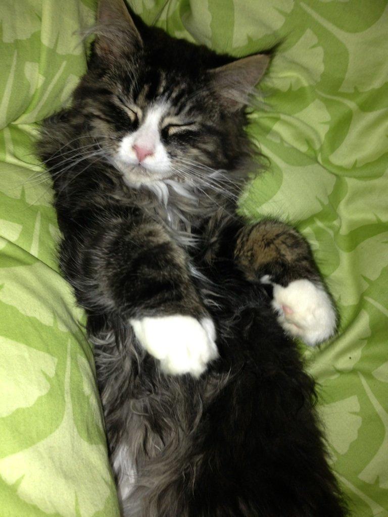 Maine Coon Molly billede 12