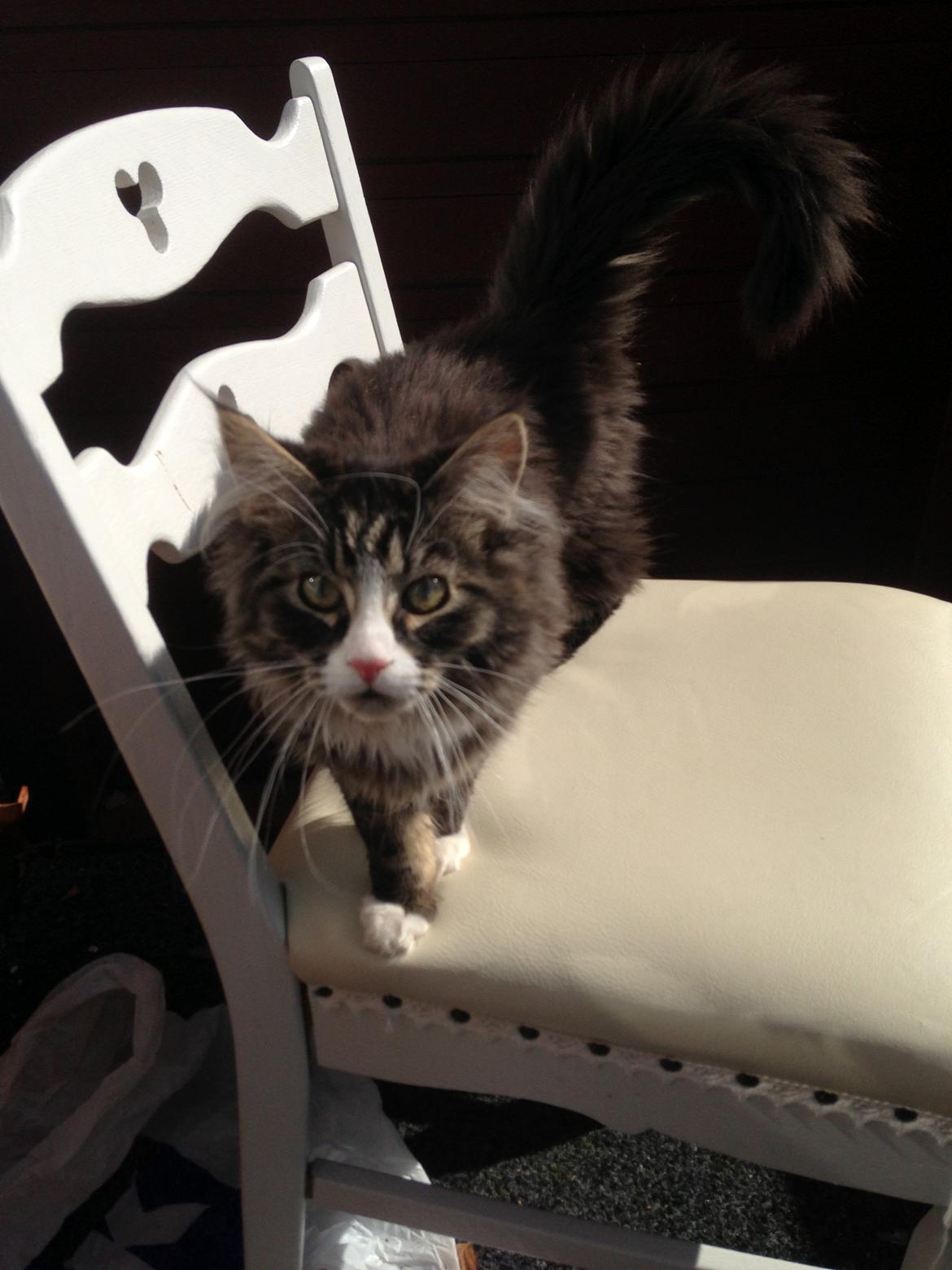 Maine Coon Molly billede 13