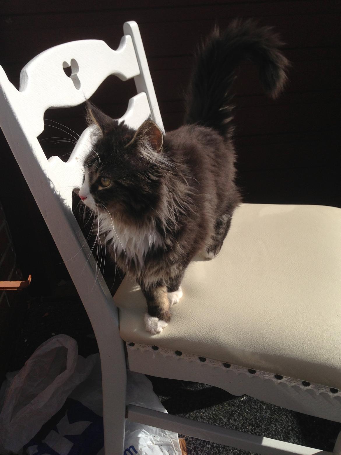Maine Coon Molly billede 14