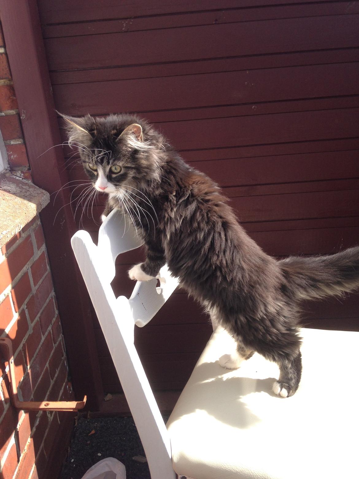 Maine Coon Molly billede 15