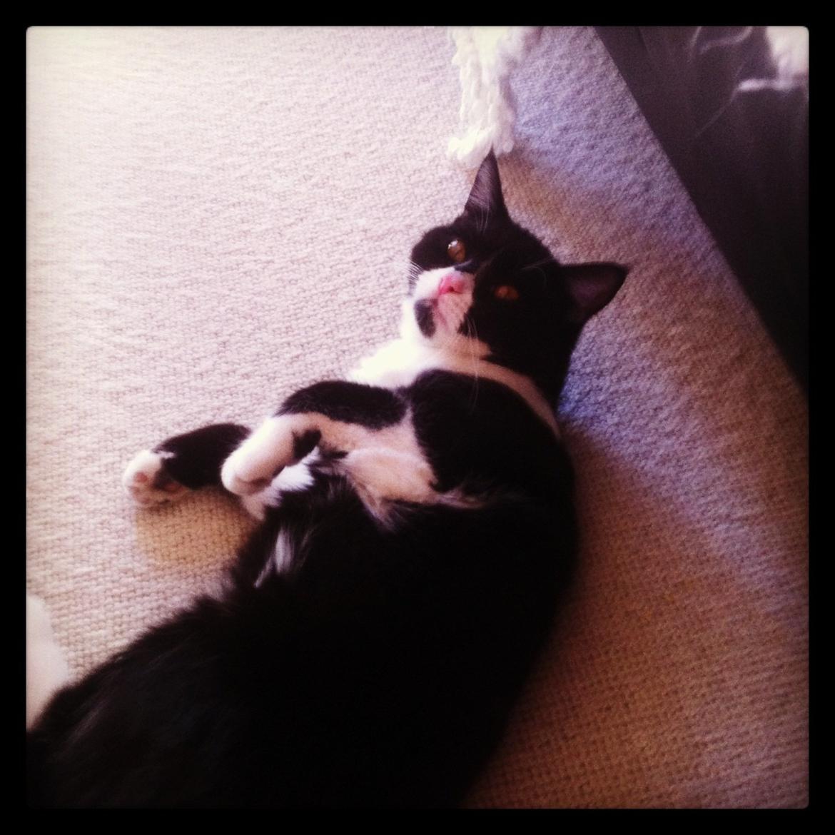 Blanding af racer Molle<3 billede 14