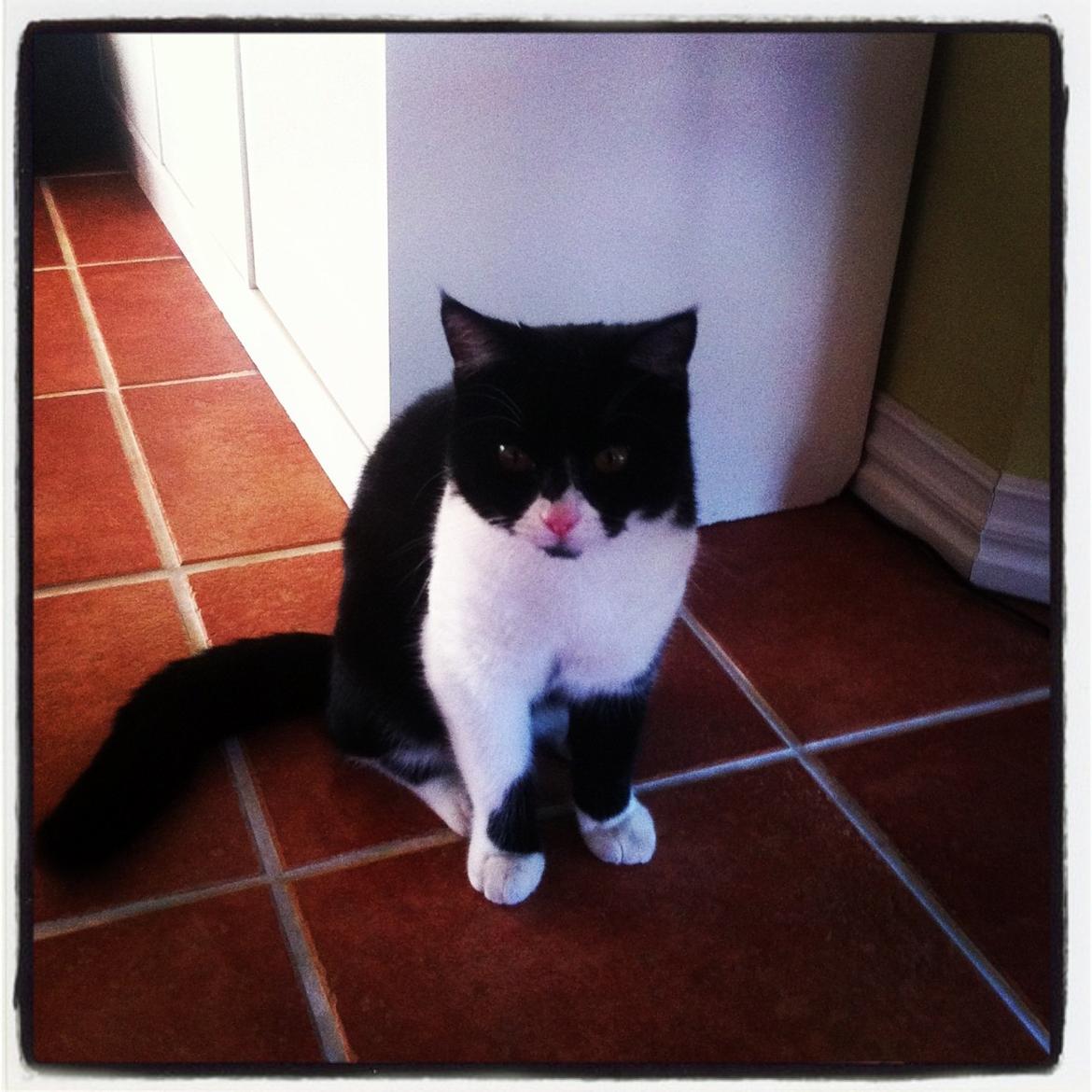 Blanding af racer Molle<3 billede 15