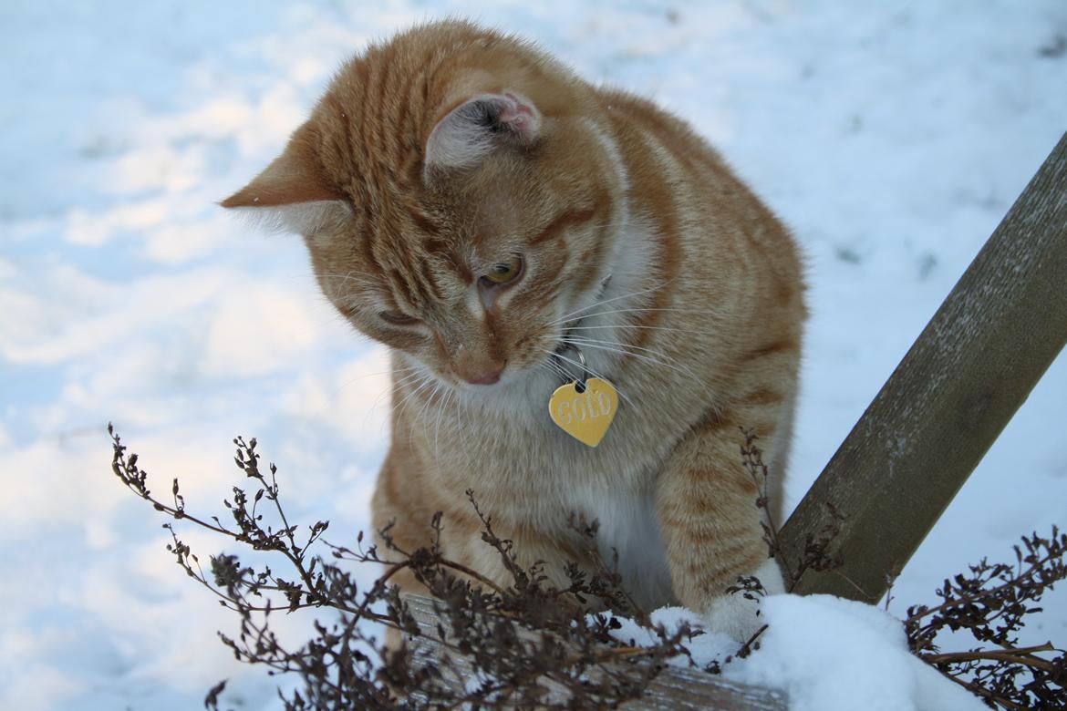 Huskat Gold - gold i sneen billede 1