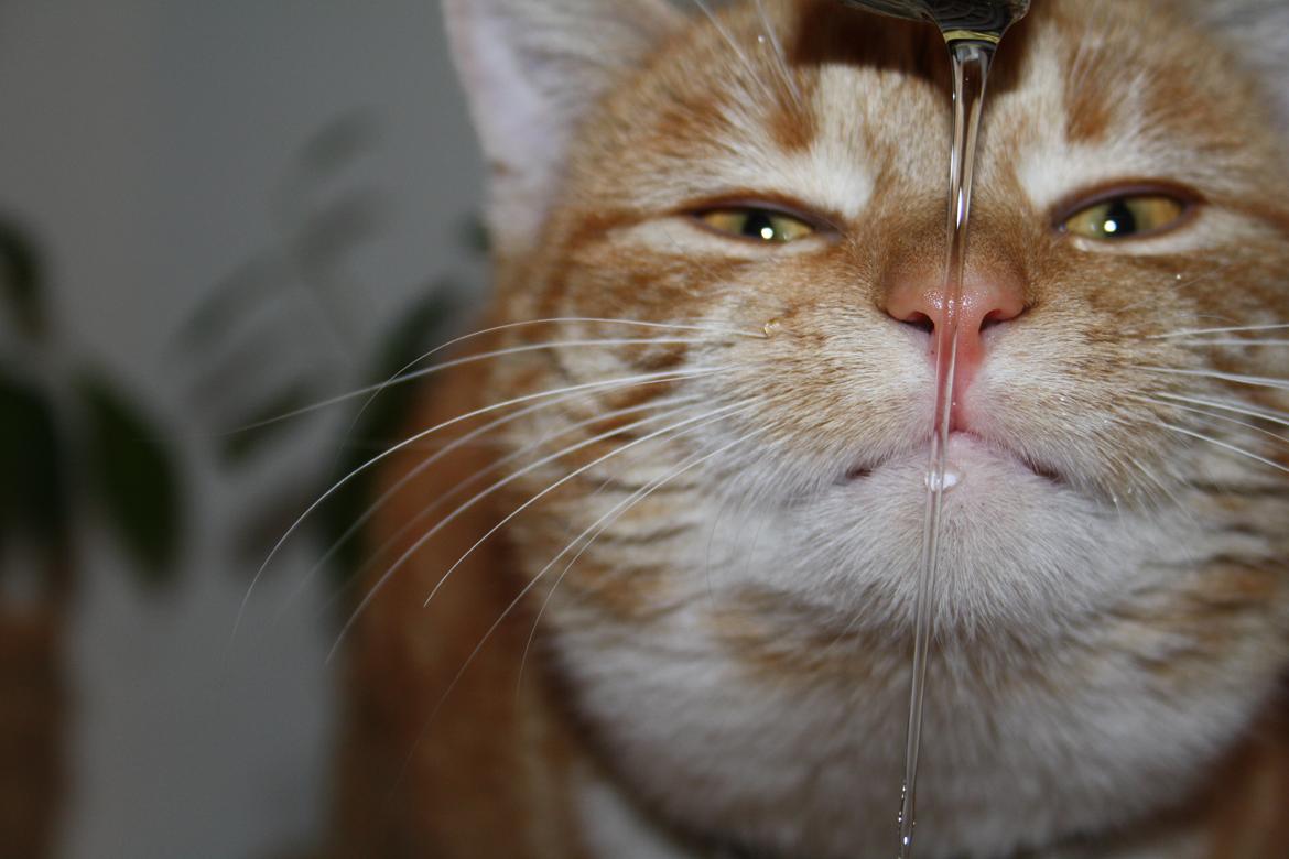 Huskat Gold - drikker af vandhanen
 billede 2