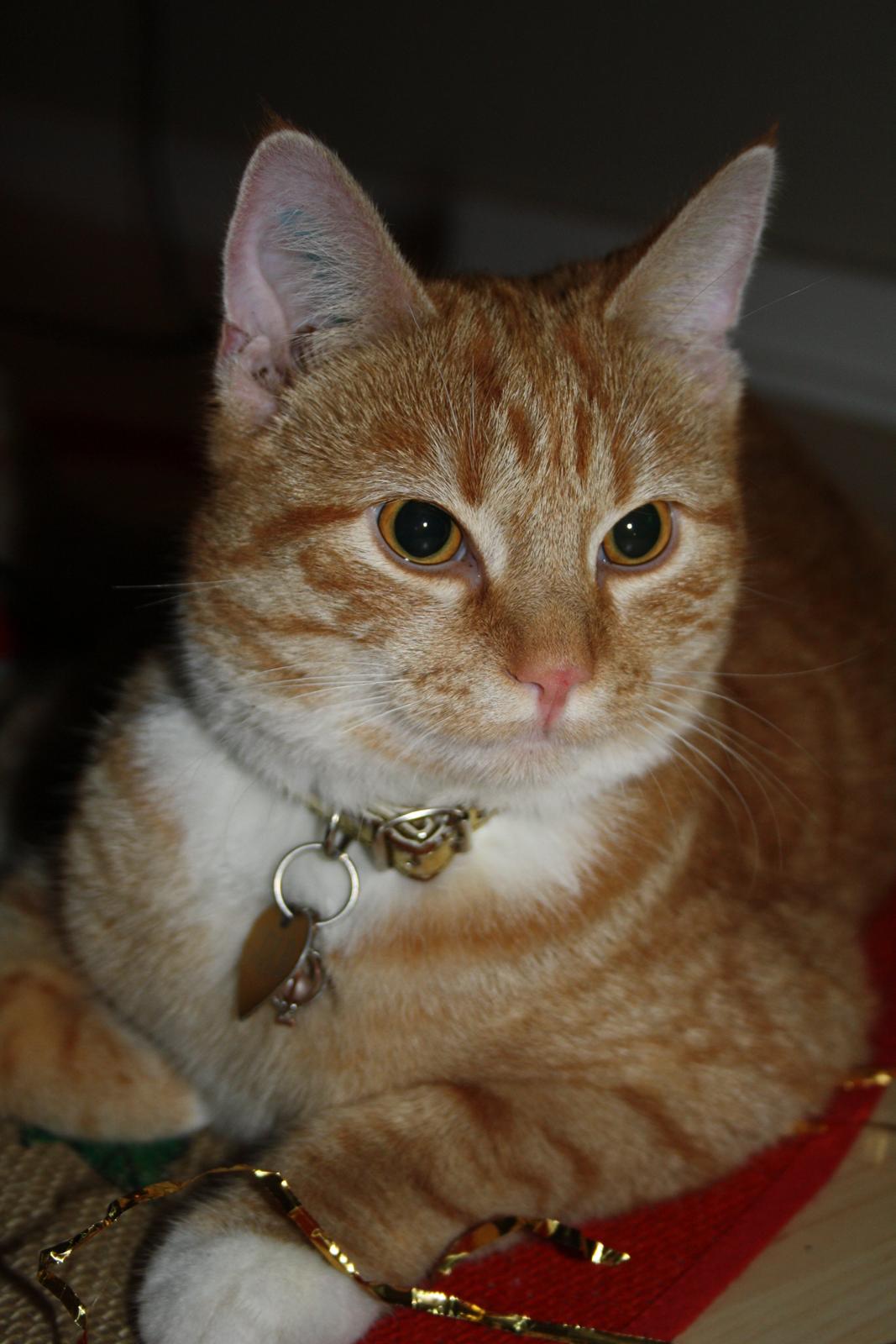 Huskat Gold billede 3