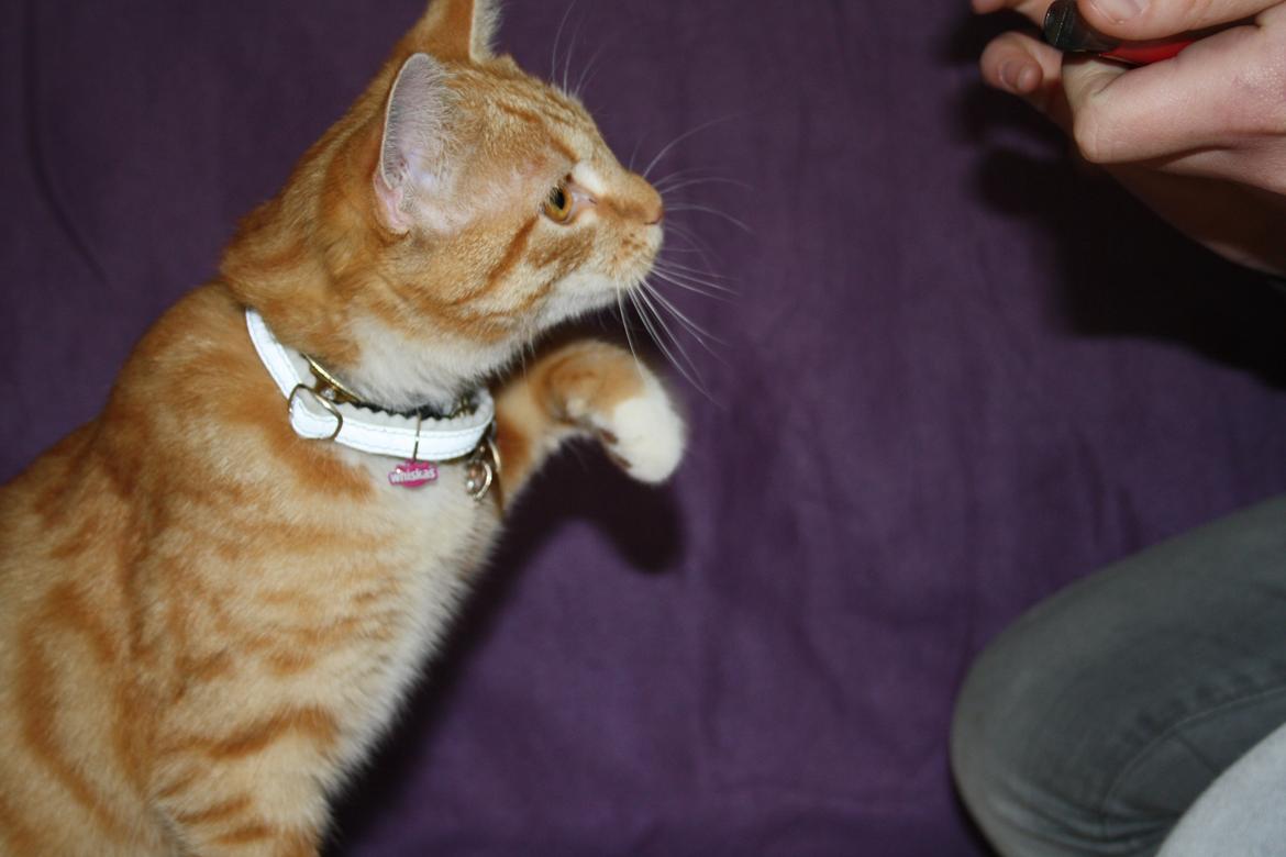 Huskat Gold billede 4