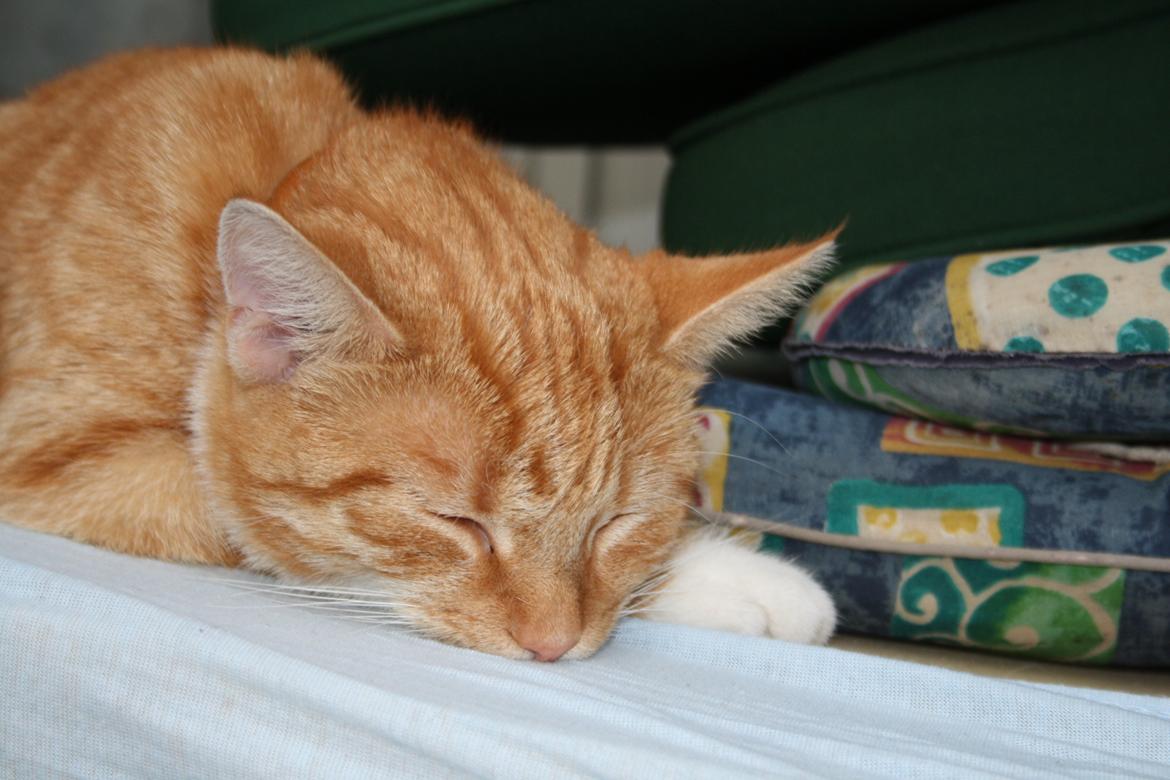 Huskat Gold billede 5