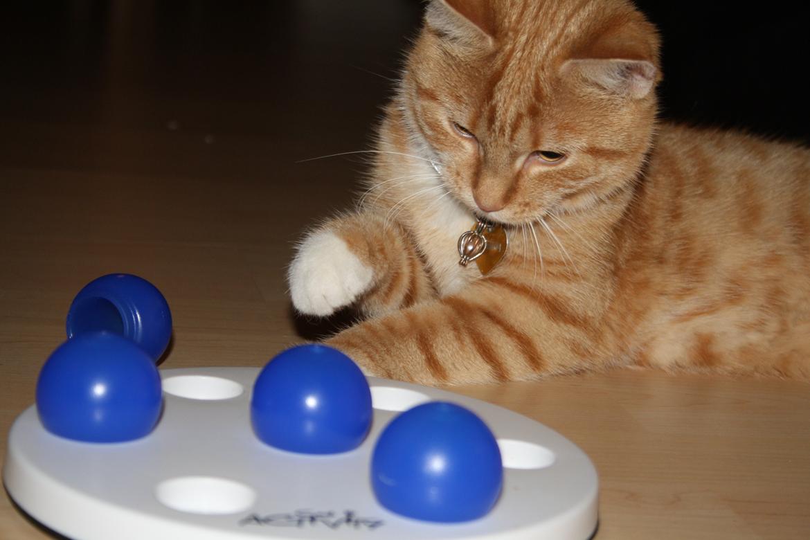 Huskat Gold billede 6