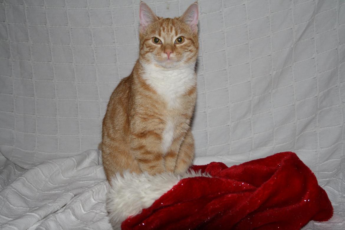 Huskat Gold billede 7