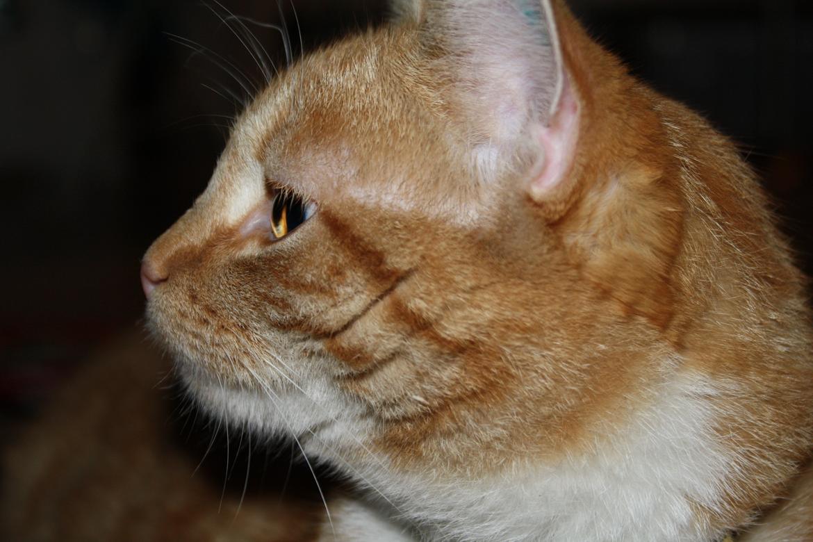 Huskat Gold billede 8