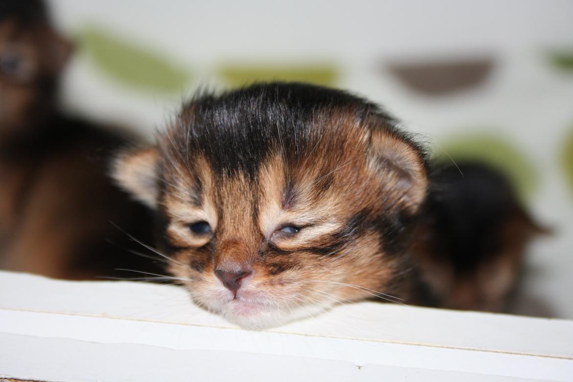 Somali Catika's Pretty Tied Up billede 1