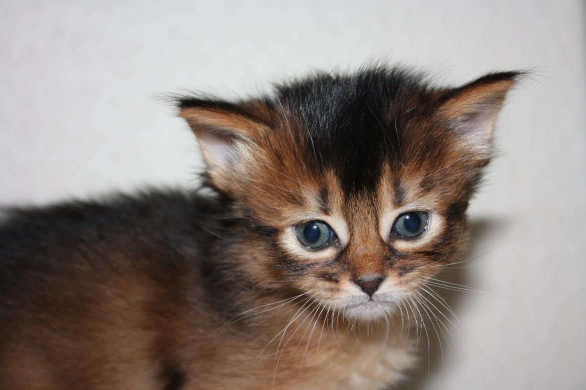 Somali Catika's Pretty Tied Up billede 2