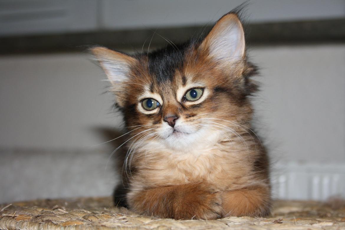 Somali Catika's Pretty Tied Up billede 3