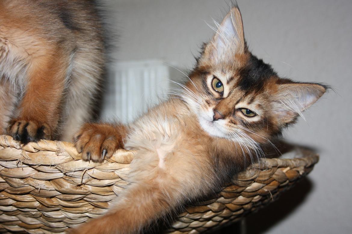 Somali Catika's Pretty Tied Up billede 4