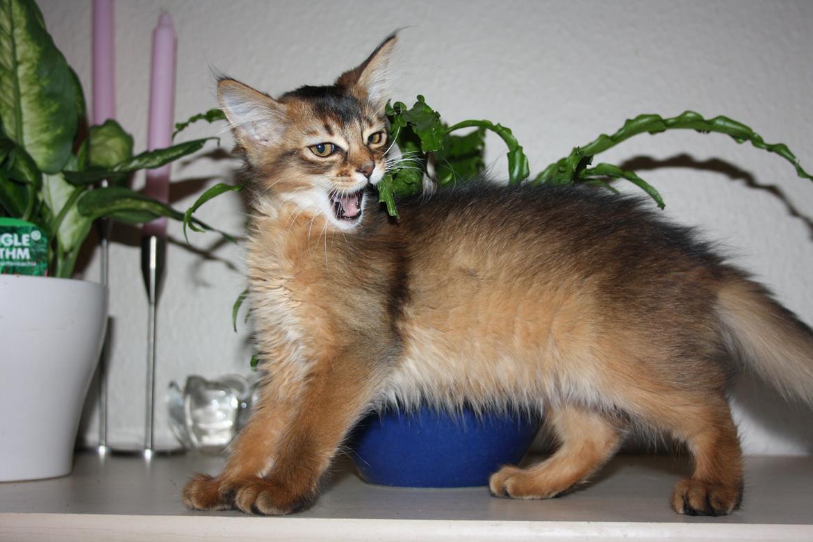 Somali Catika's Pretty Tied Up billede 5