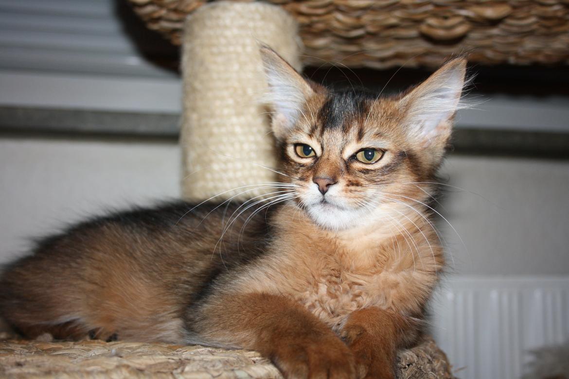 Somali Catika's Pretty Tied Up billede 6