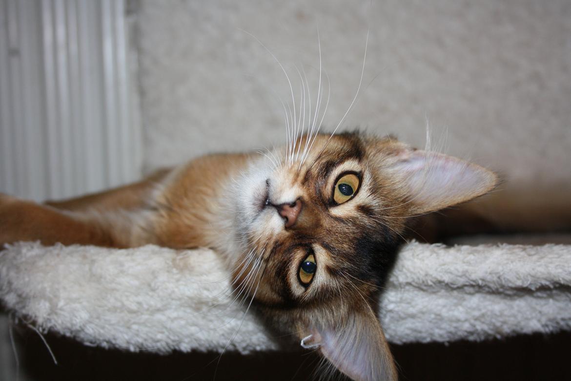 Somali Catika's Pretty Tied Up billede 7