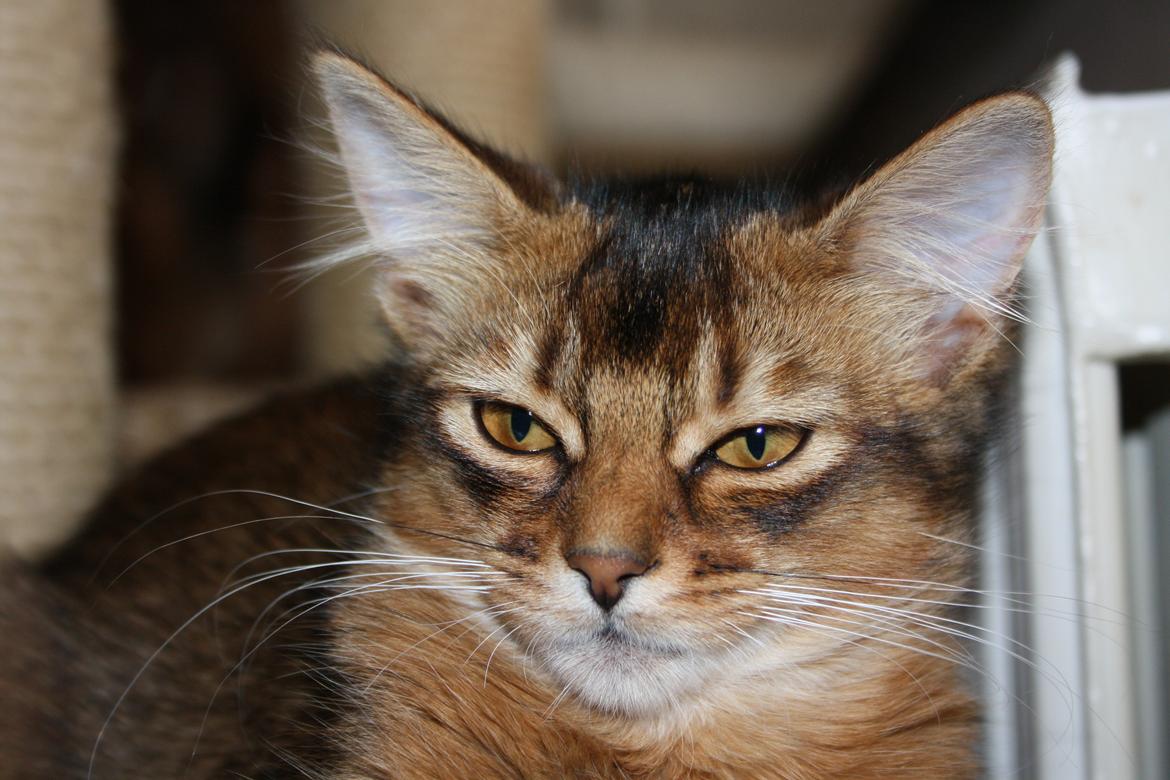 Somali Catika's Pretty Tied Up billede 8