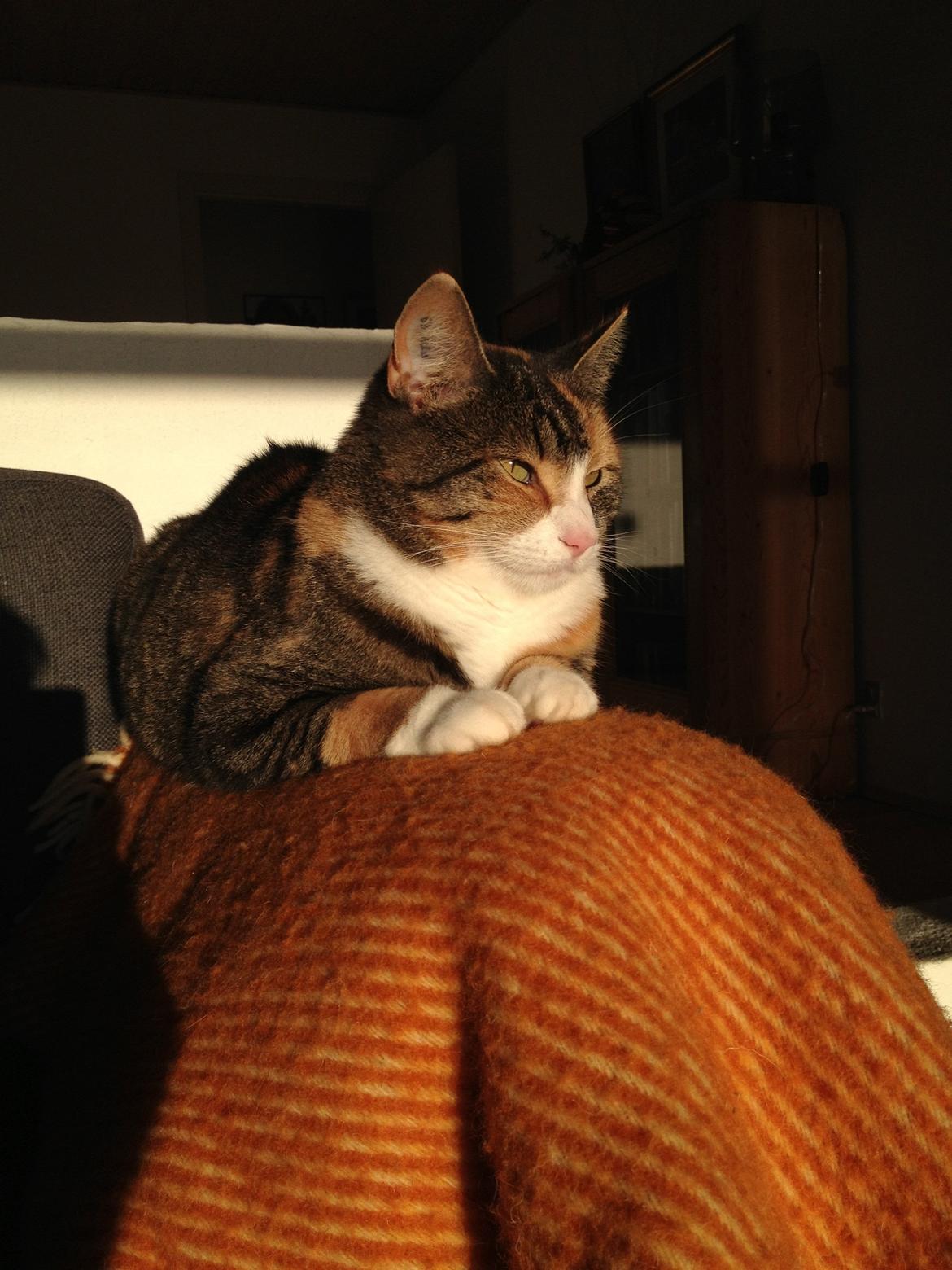 Huskat Findus billede 1