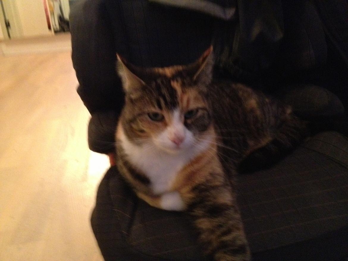 Huskat Findus billede 2