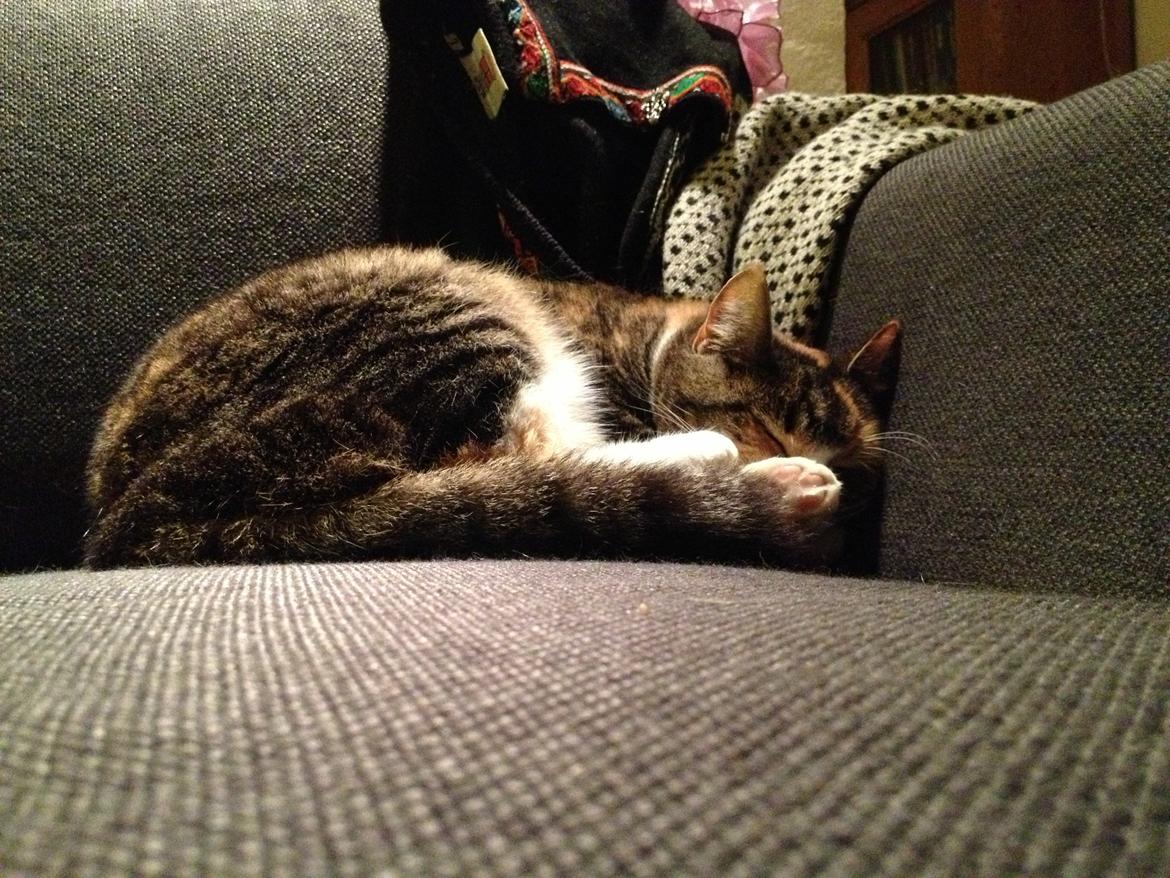 Huskat Findus billede 3