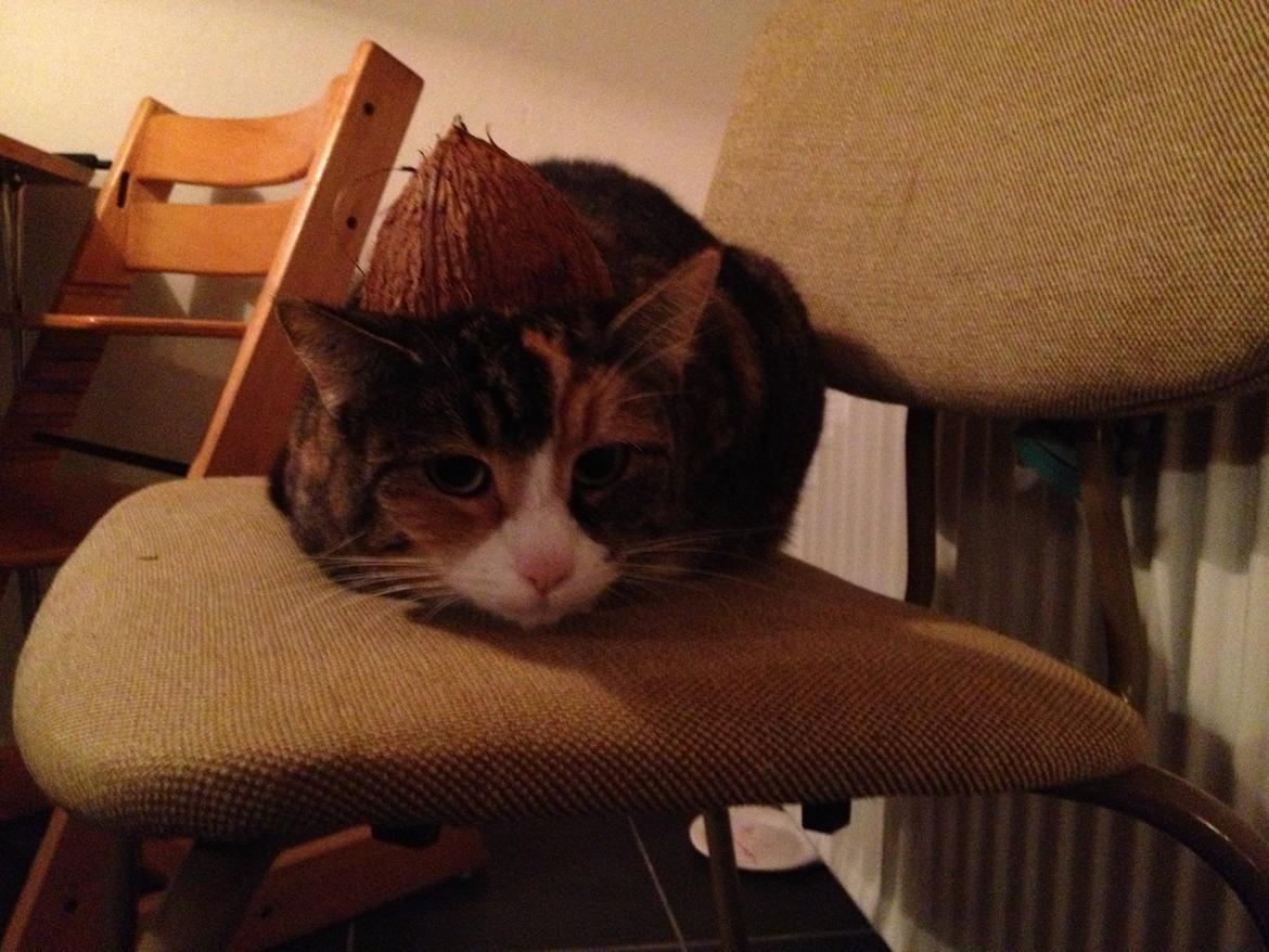 Huskat Findus billede 4