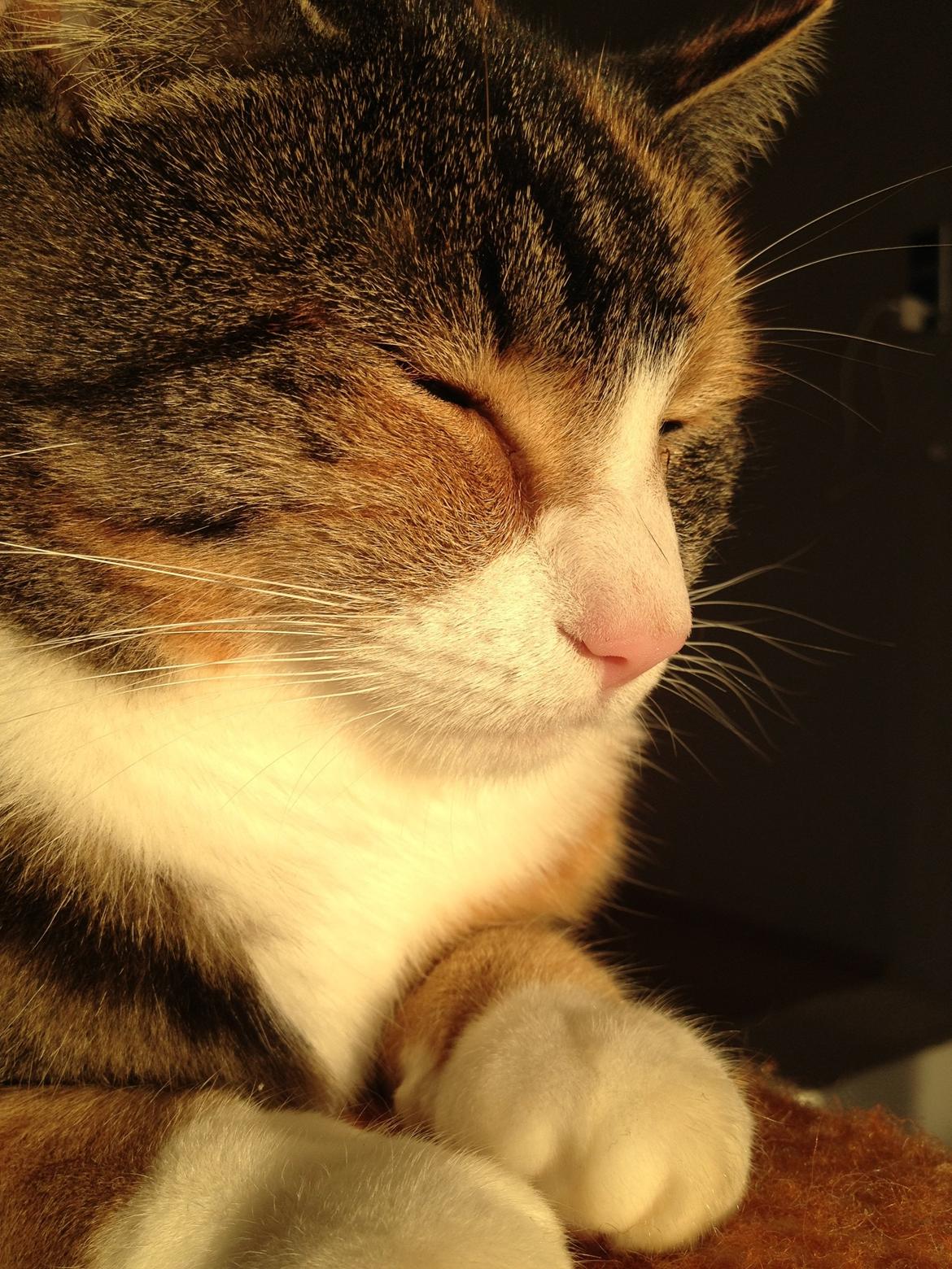 Huskat Findus billede 5