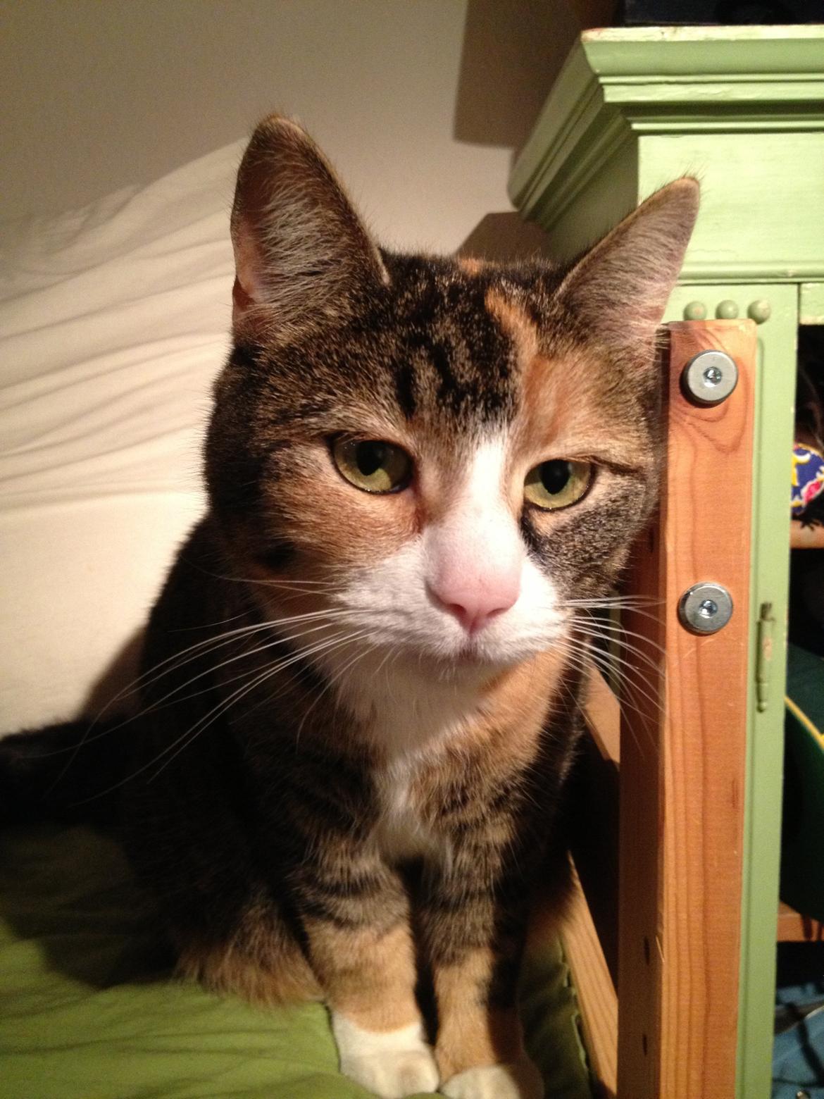 Huskat Findus billede 6