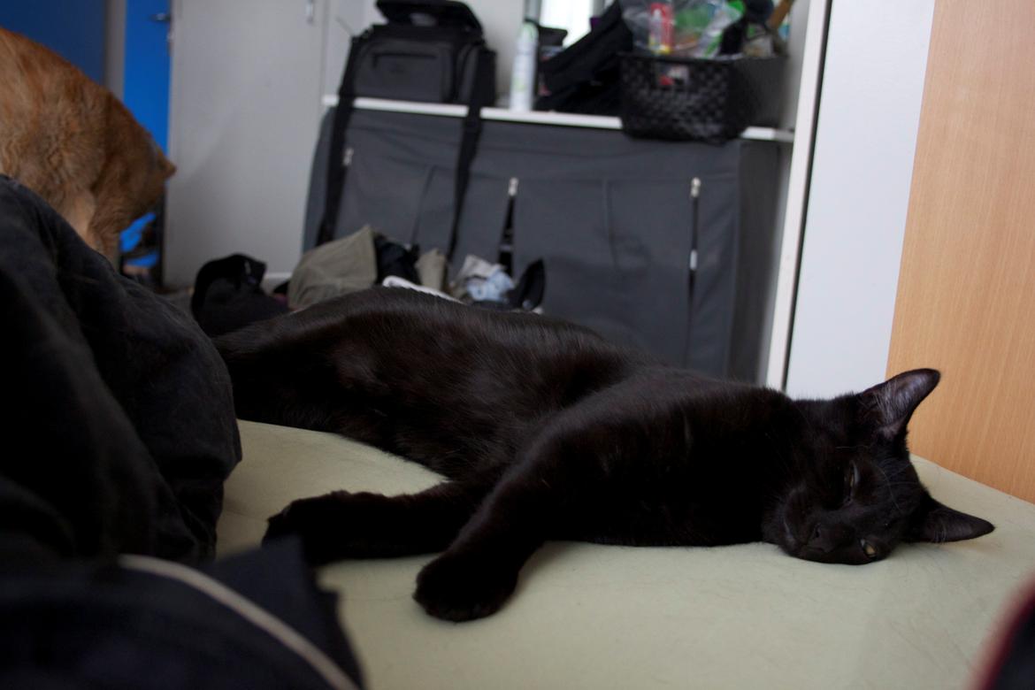 Huskat Aslan "Brumbasse" - Aslan efter en lang udstillingsdag.. billede 9