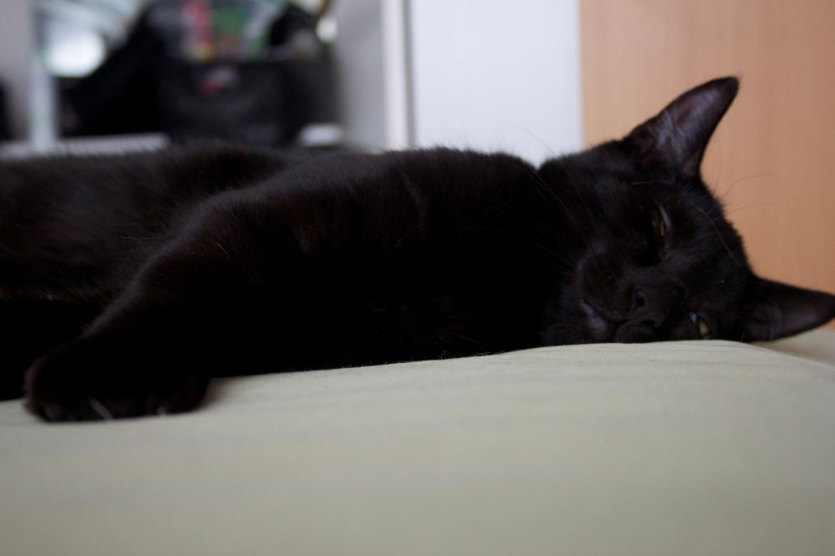 Huskat Aslan "Brumbasse" billede 10