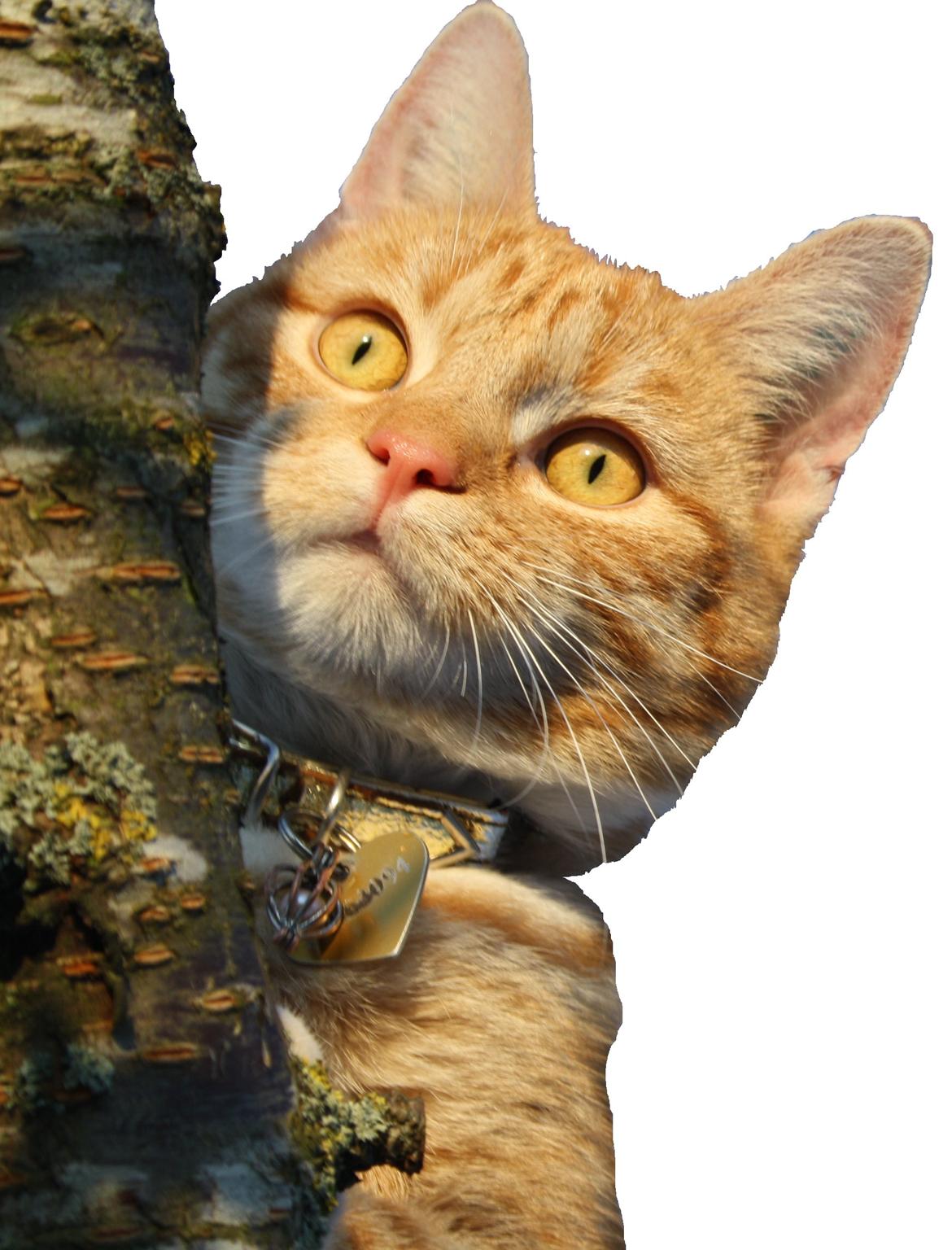 Huskat Gold billede 9