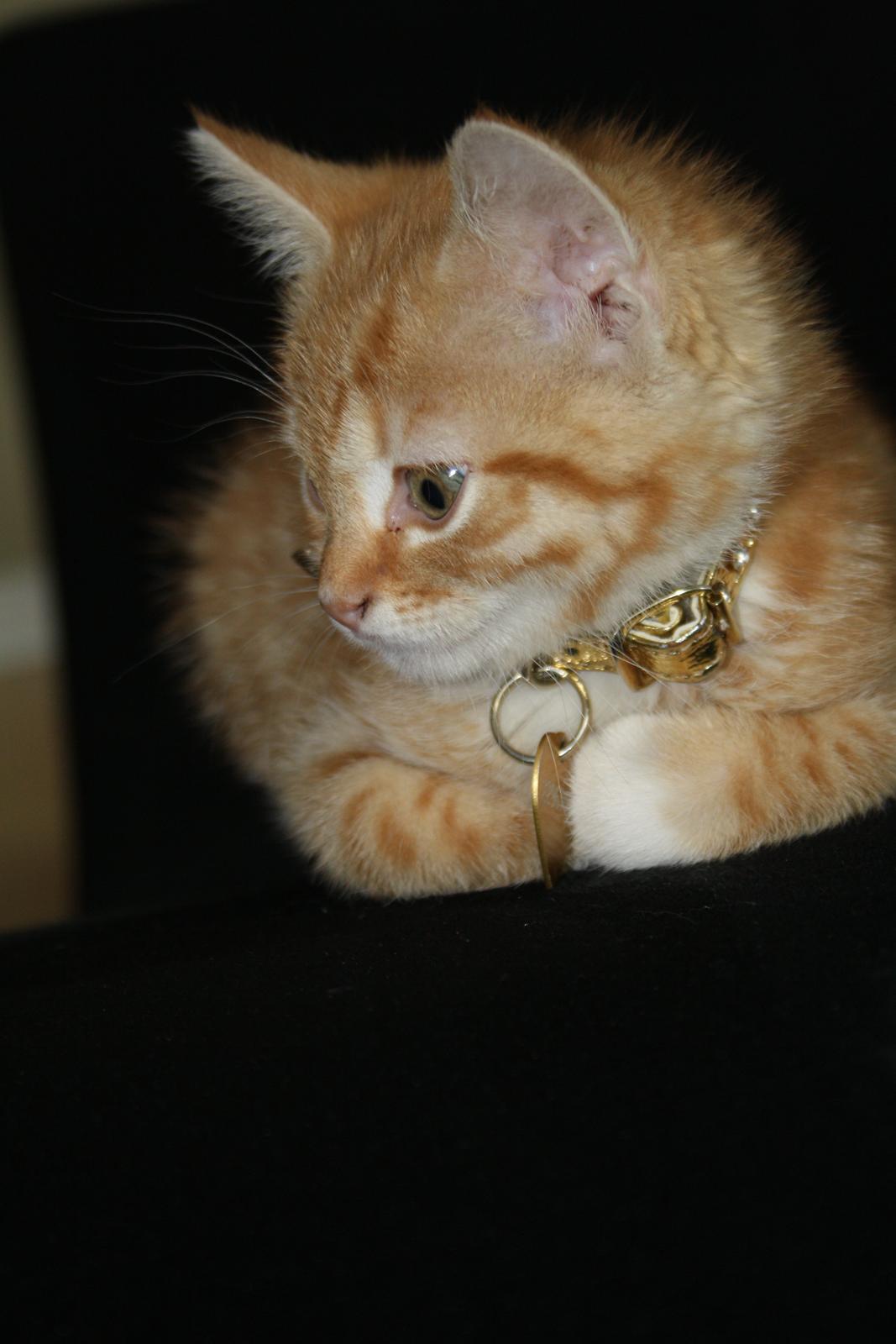 Huskat Gold - gold som killing billede 10