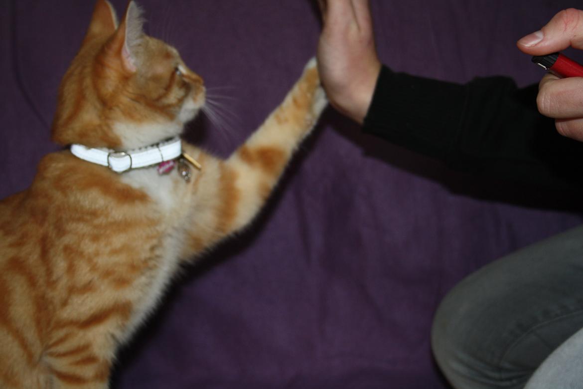 Huskat Gold billede 11