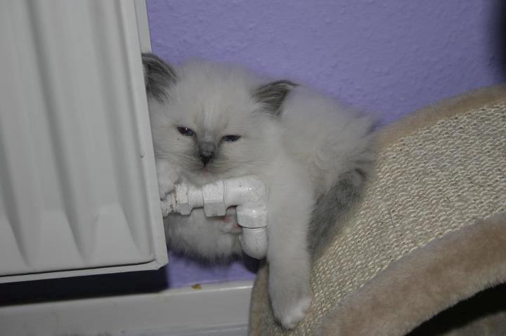 Hellig Birma Rokakitho's Iago billede 10