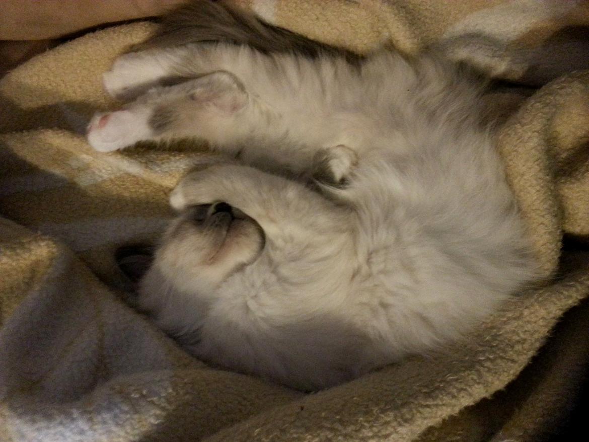 Hellig Birma Rokakitho's Iago billede 11