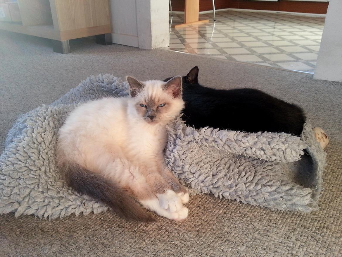 Hellig Birma Rokakitho's Iago billede 12