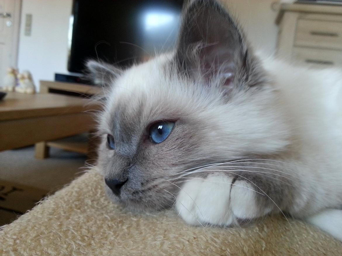 Hellig Birma Rokakitho's Iago billede 13