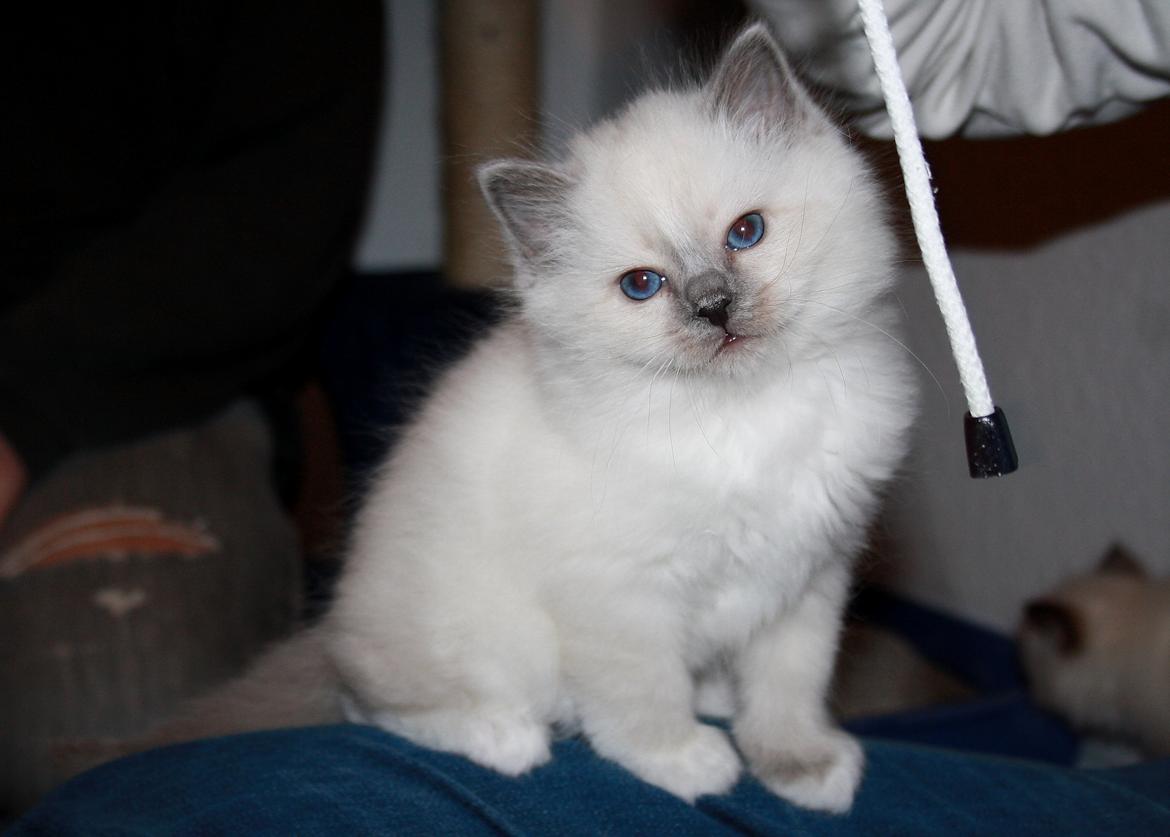 Hellig Birma Rokakitho's Iago billede 14