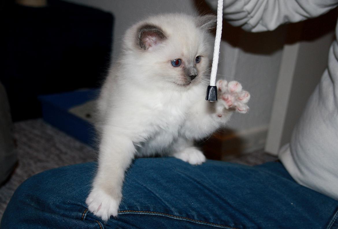 Hellig Birma Rokakitho's Iago billede 15