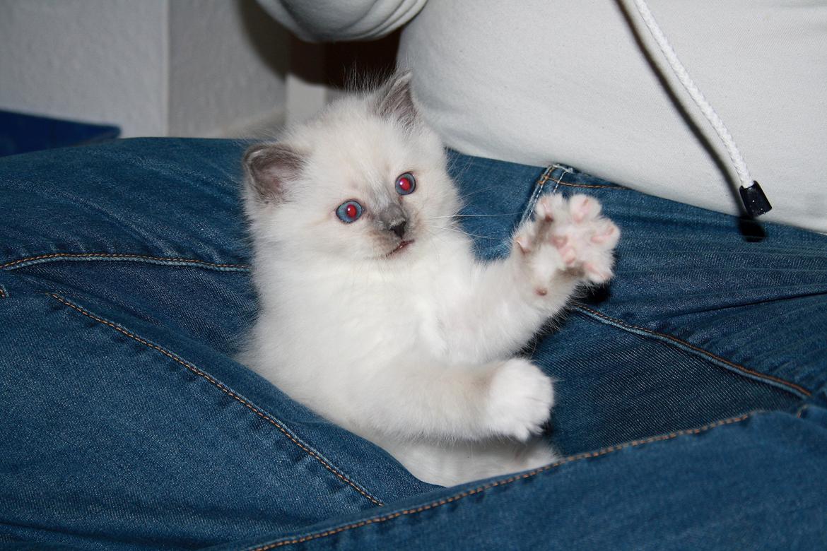 Hellig Birma Rokakitho's Iago billede 16