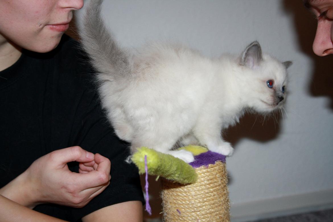 Hellig Birma Rokakitho's Iago billede 17