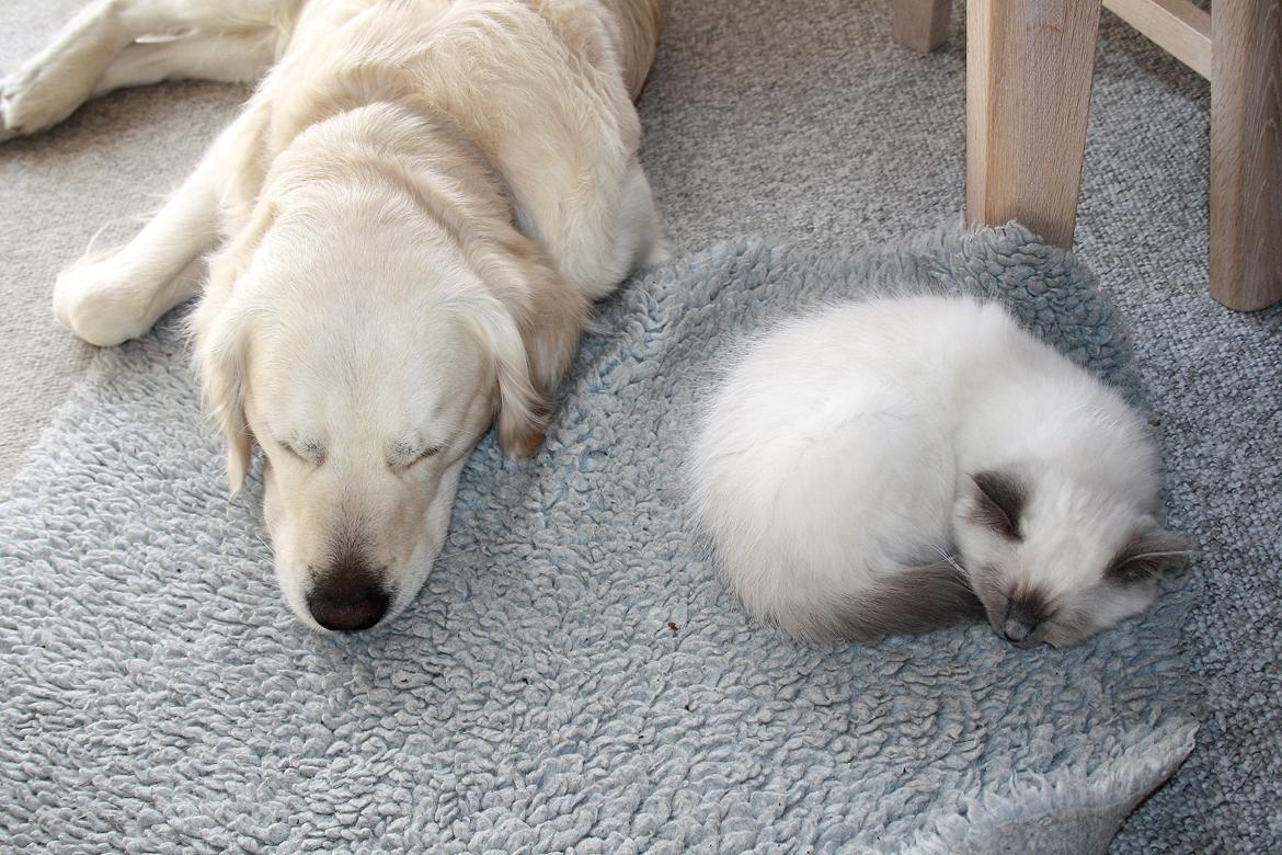 Hellig Birma Rokakitho's Iago billede 9