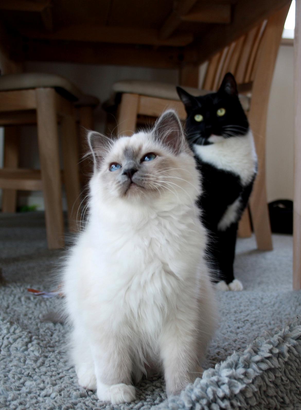 Hellig Birma Rokakitho's Iago billede 7