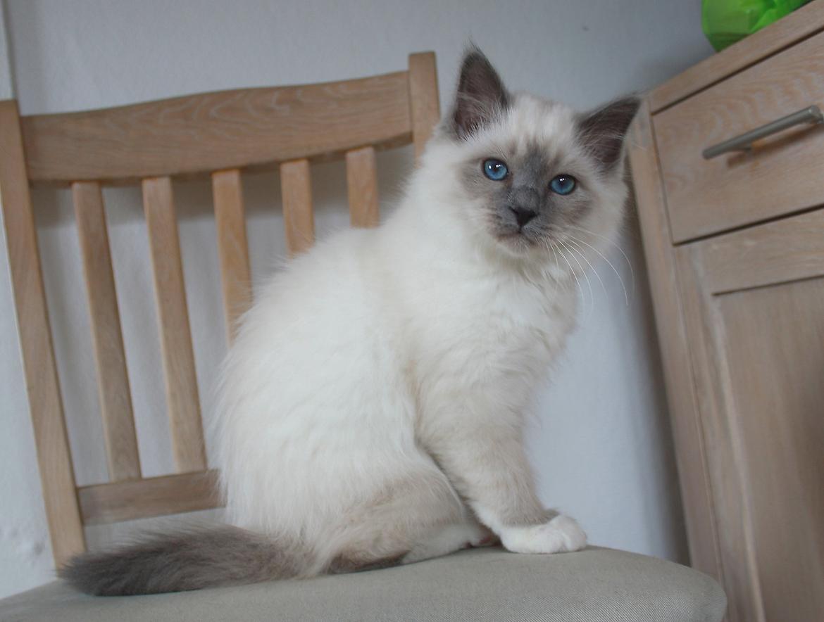 Hellig Birma Rokakitho's Iago billede 6