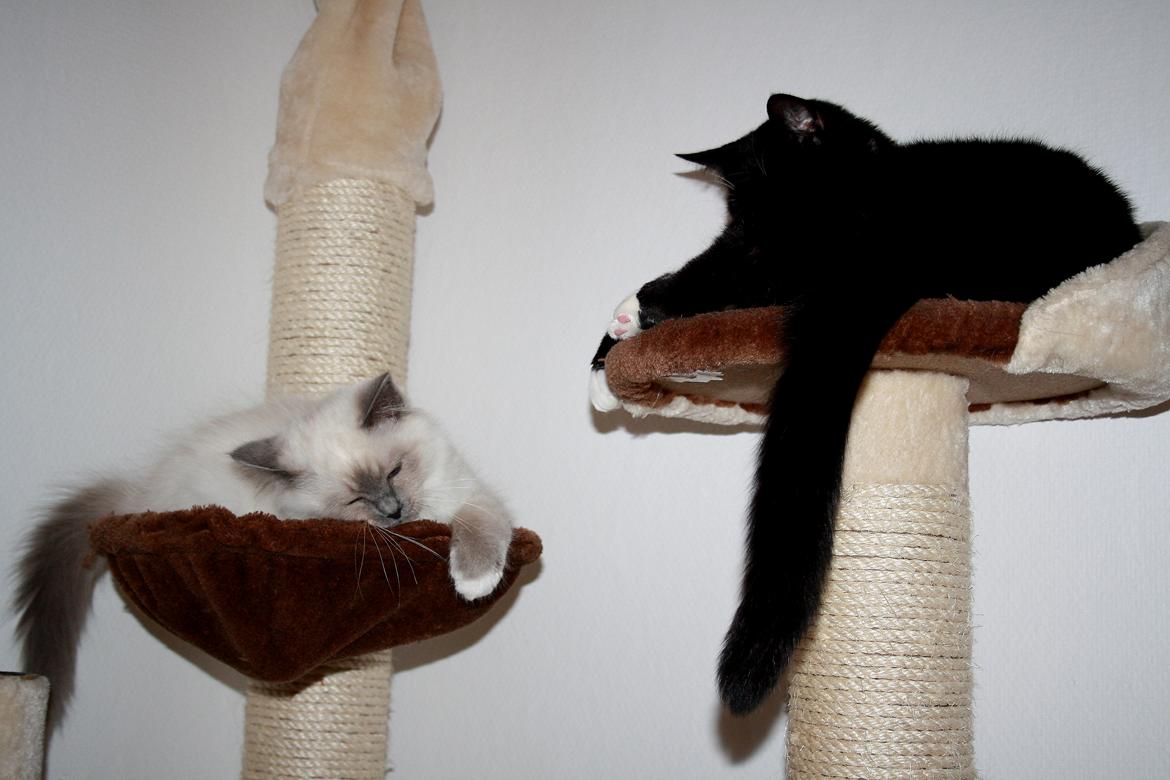 Hellig Birma Rokakitho's Iago - Bedste venner <3 billede 8