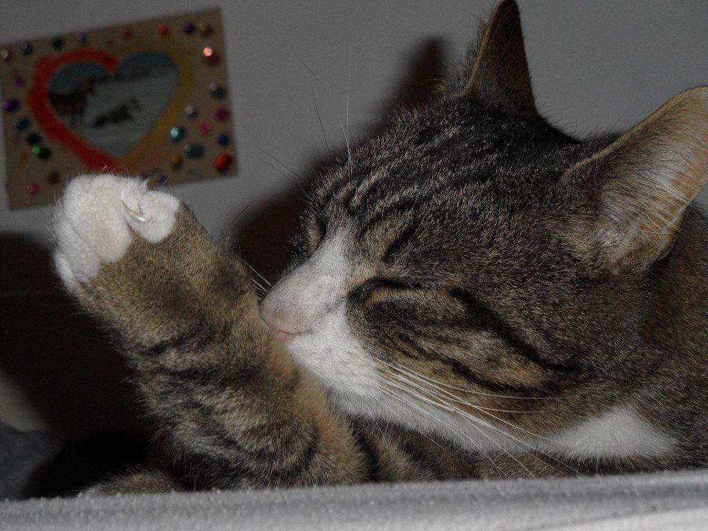 Blanding af racer Loke billede 12