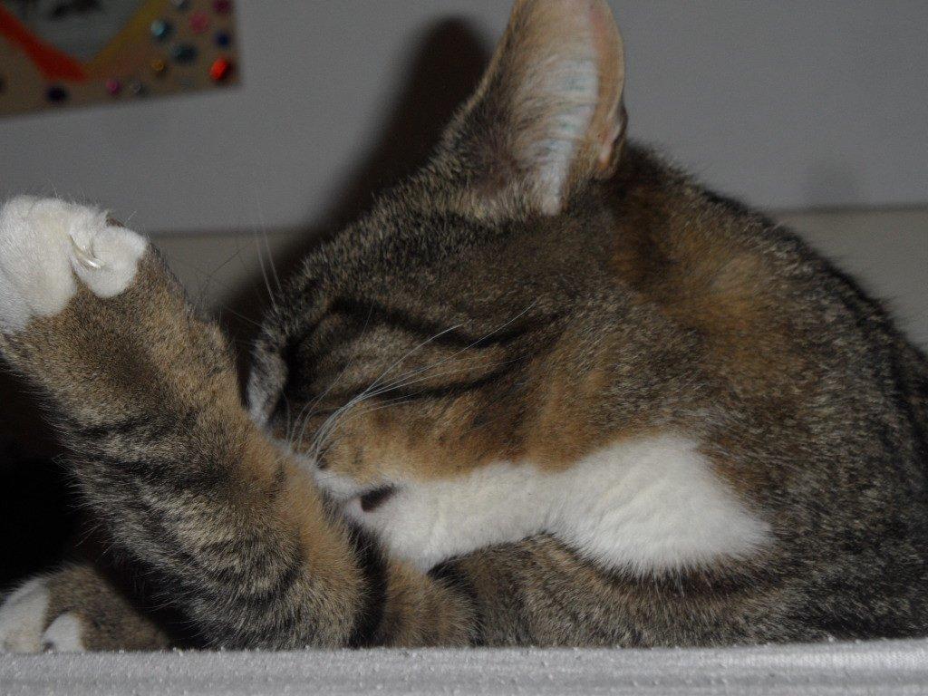 Blanding af racer Loke billede 13