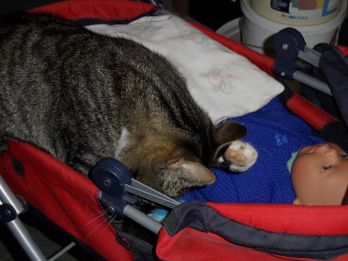 Blanding af racer Loke billede 14