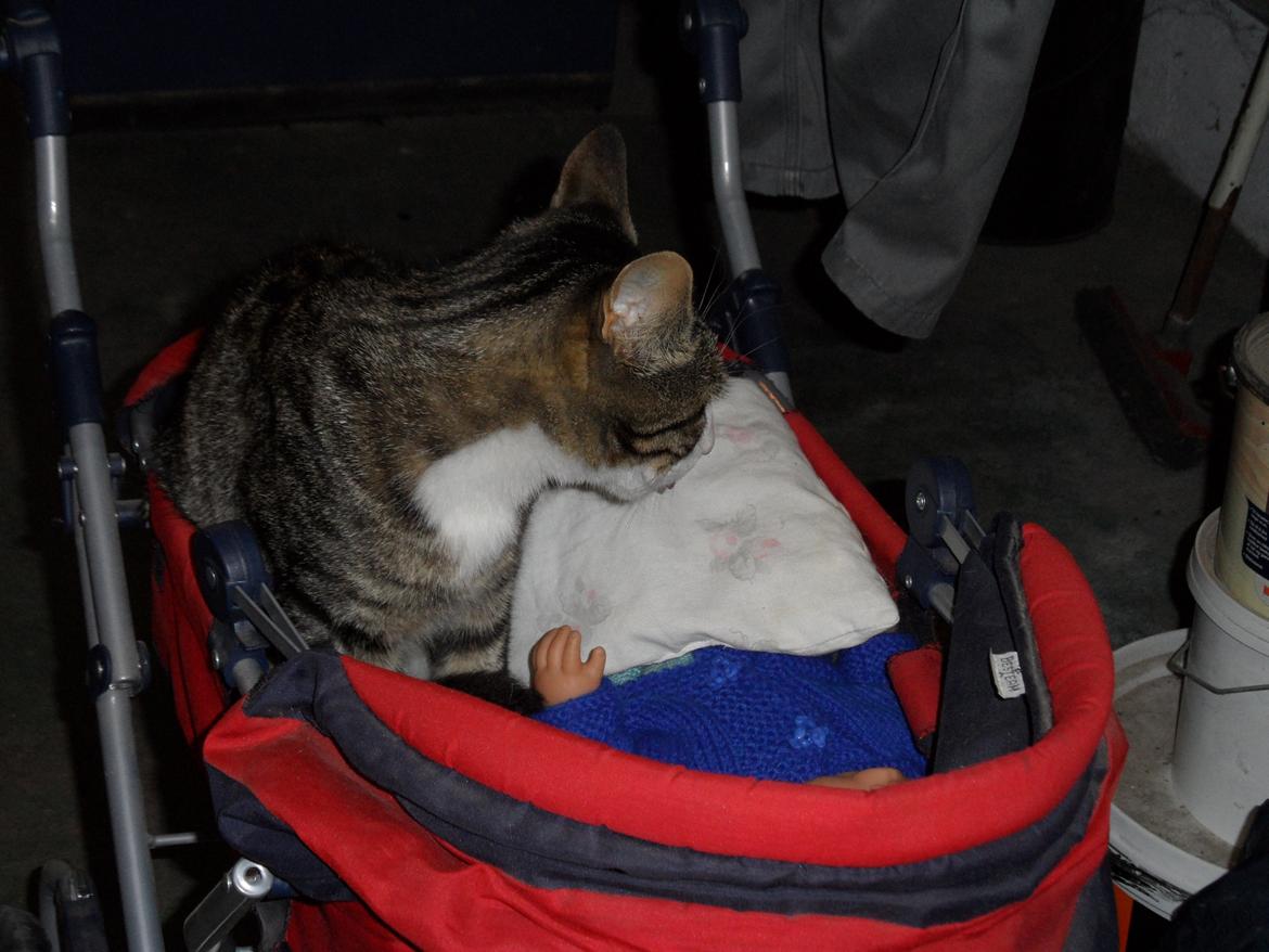 Blanding af racer Loke billede 15