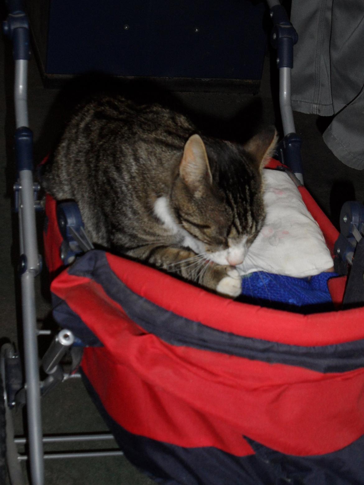 Blanding af racer Loke billede 16